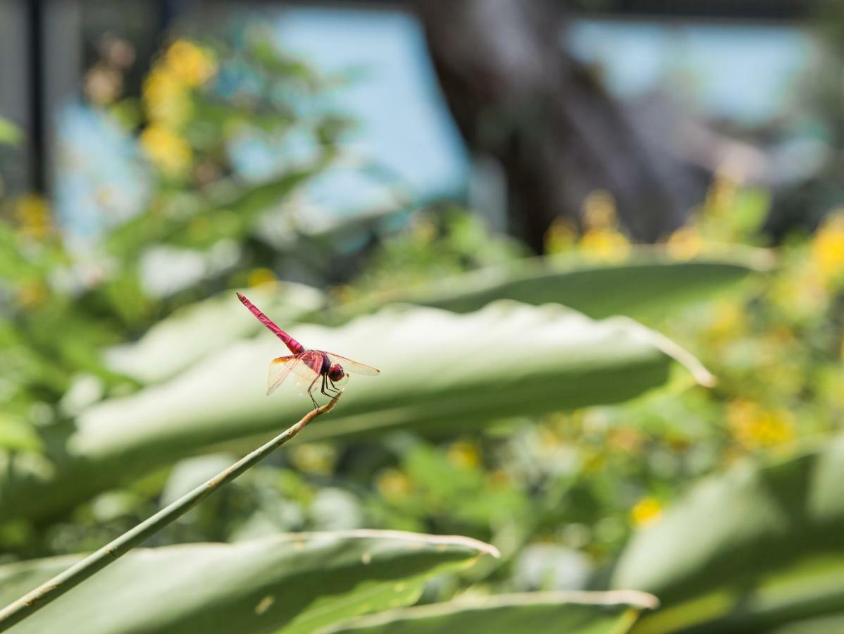 Freshfields Hotel Taichung Exterior photo Dragonfly at the Butterfly House